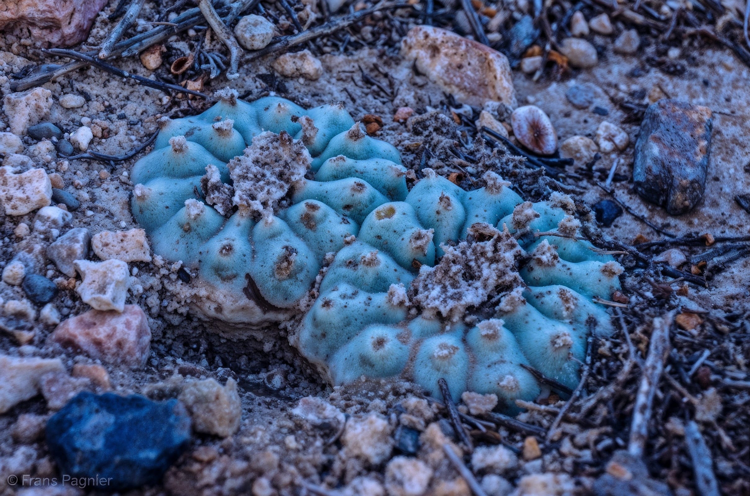 Peyote or Hikuri